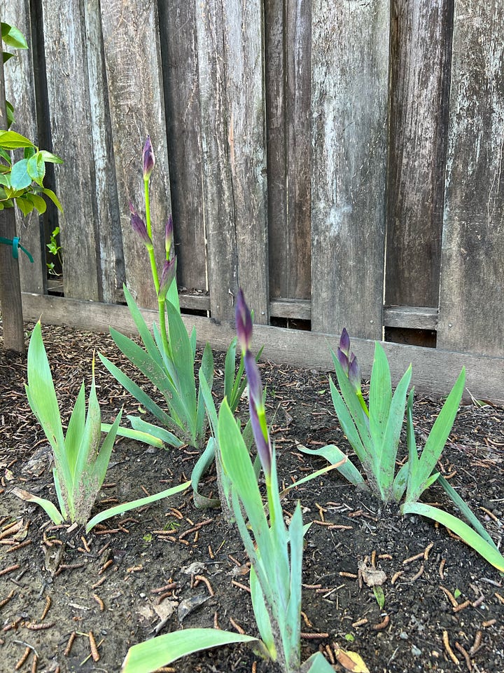 Newly split and transplanted purple Iris's bloom for the first time in early Spring. 