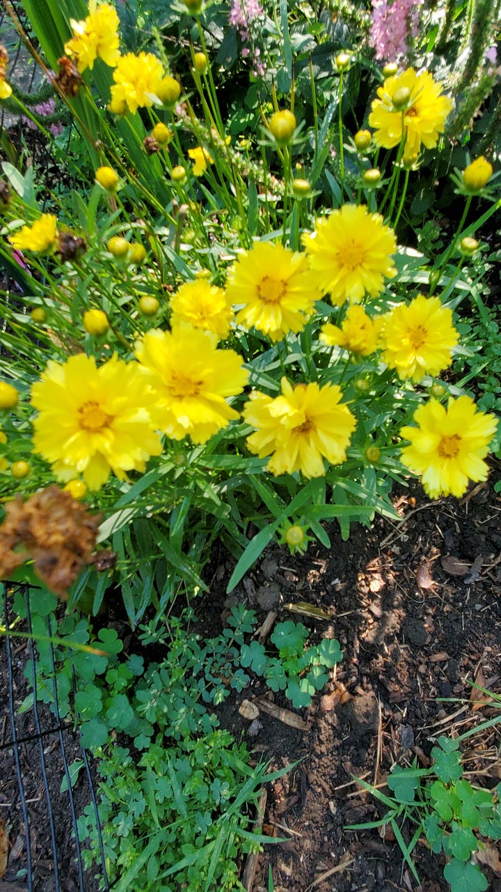 Top left to right: Purple coneflower, Coreopsis, Black-eyed Susan, ruby coneflower.