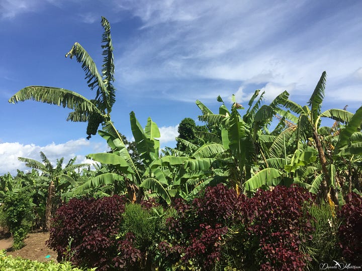 Banana plants in Uganda