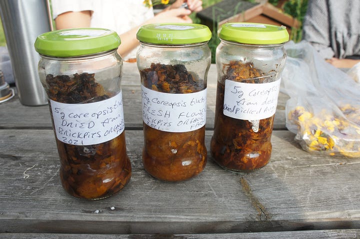 First harvest taken from the Coreopsis tinctoria dye pilot, and jars of solar dyes. My own handful harvest fresh from the plants drying in the sun, and a wonderful find of fresh gall nuts (used to create black).