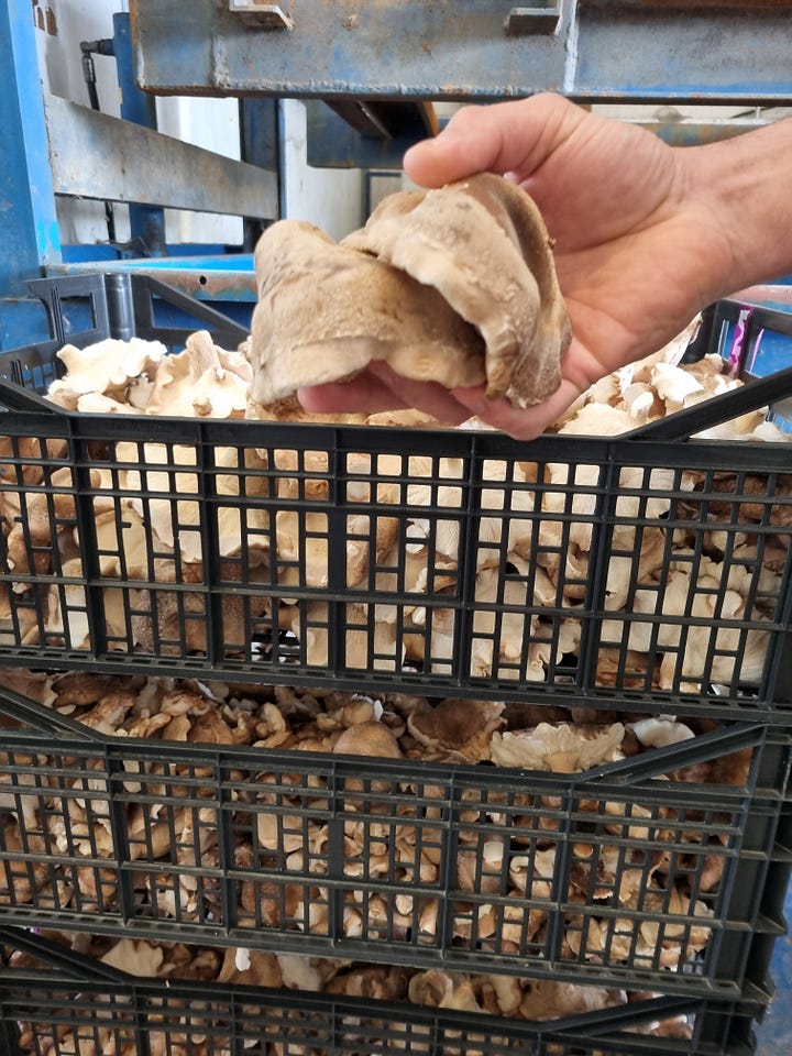 oyster mushrooms