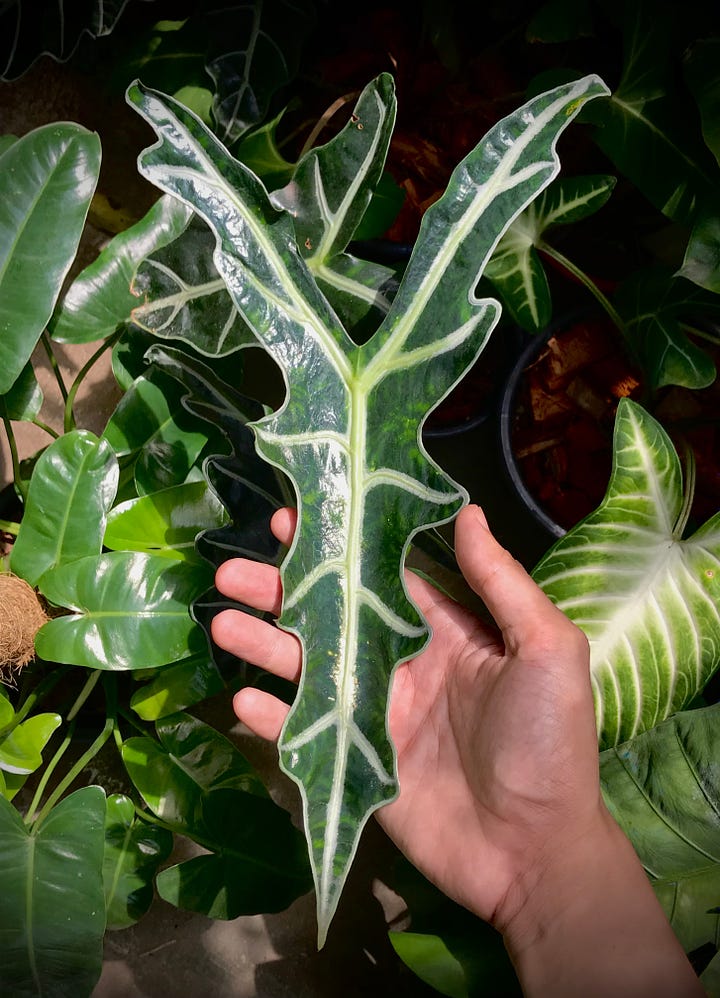 A wavy kris knife next to a wavy-leaved kris plant.