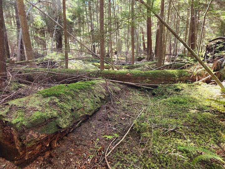 trees, including rotting logs, burned bark, straight trunks