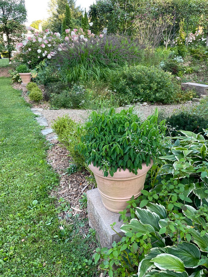 Pots of Euphorbia 'Diamond Frost' that I have been overwintering for several years in the entry to the Ruin Garden this month; golden-leaf Persicaria in the bog of the Ruin