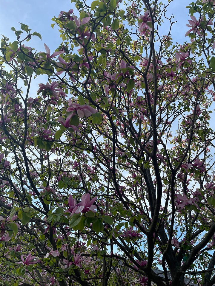 Cherry blossom around Paris