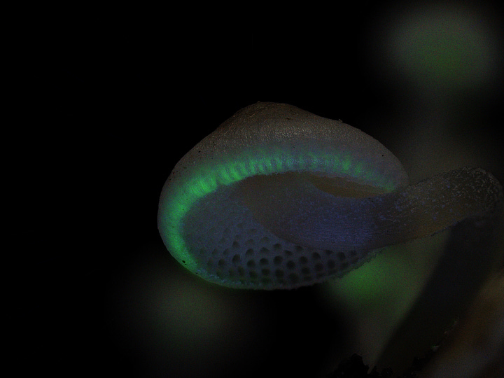 close-up shots of Luminous Porecaps