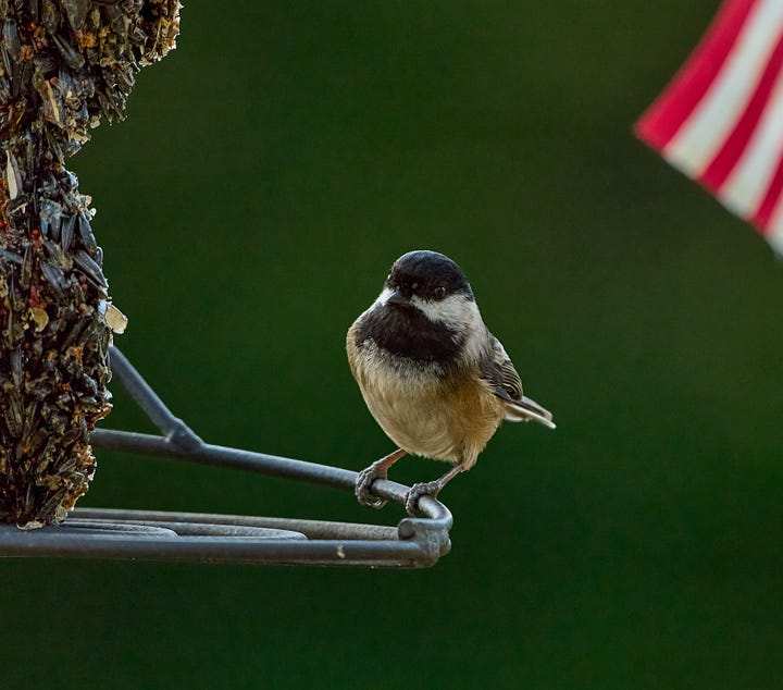 Chickadees in various cute poses.
