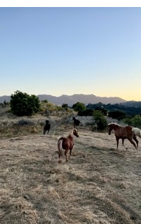 Wild mustangs running and jumping in Southern California's Topanga State Park