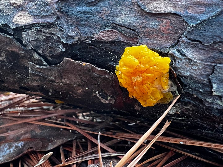 orange jelly fungus