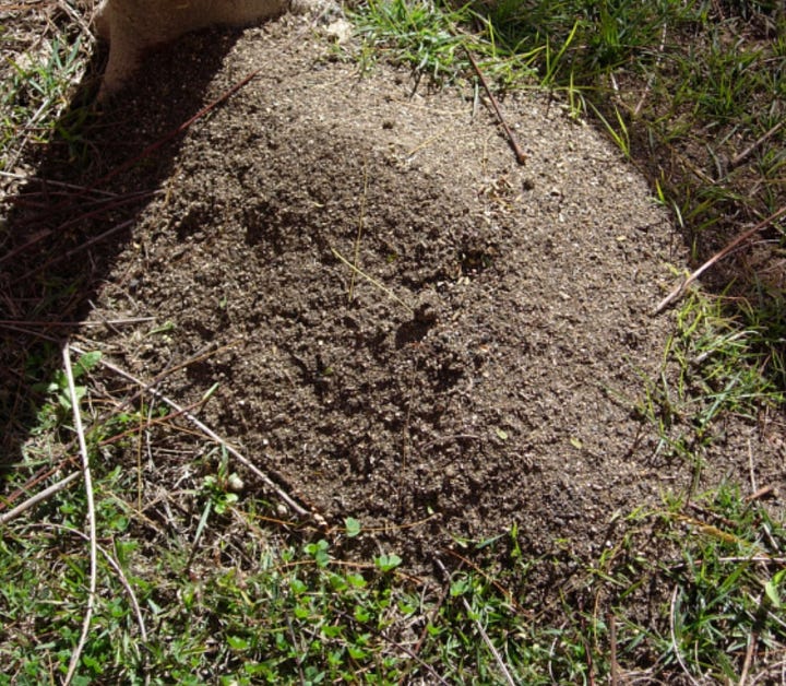Fire Ant Nests on the Gold Coast