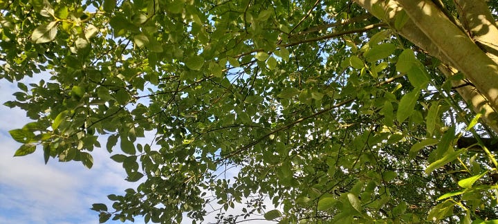 1. Willows growing on a banking above a rough stone wall. 2. Close up of willow leaves. 3. Looking up through willow branches and leaves at blue sky above. 4. close up of flaky whitish-grey brown willow bark.