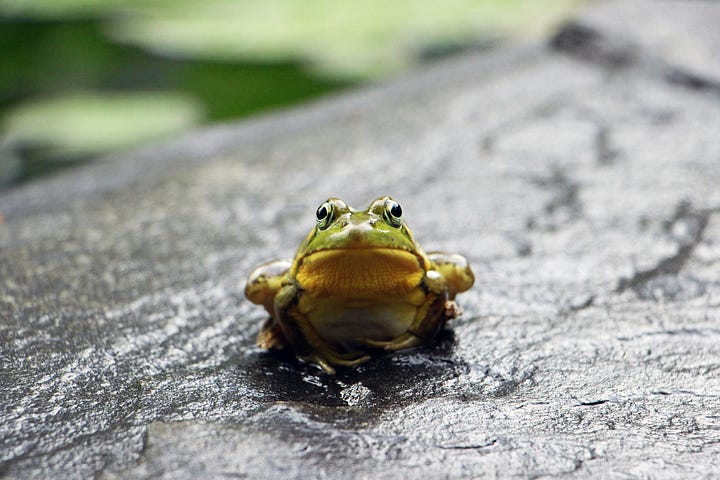 Left image is a small green and yellow frog facing the camera and looking like he's getting ready to take a big leap. Image on right is a stack of multicolor legos, also in vibrant yellow and green.