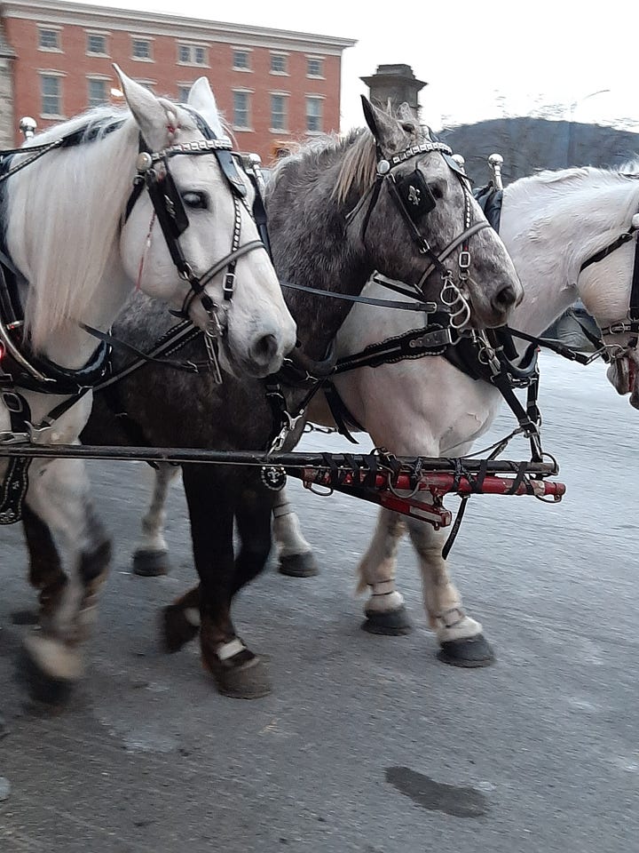 Three gray horses get ready to pull a carriage in Bethlehem PA at Christmas.