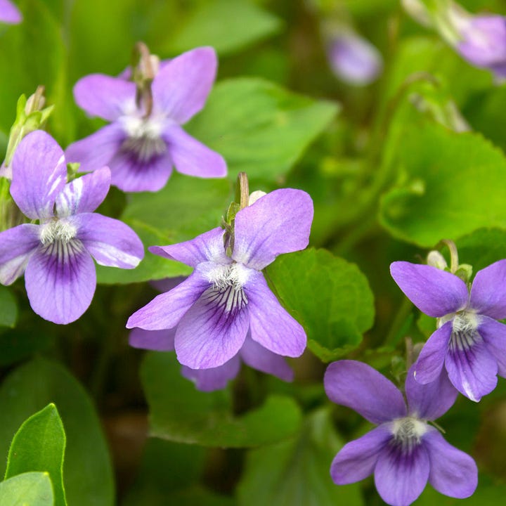 Natives for a tapestry lawn in shade: common violets, American self-heal, Pennsylvania sedge, and James' sedge