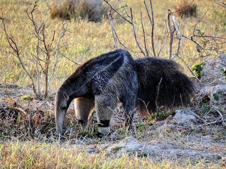 Giant Anteater