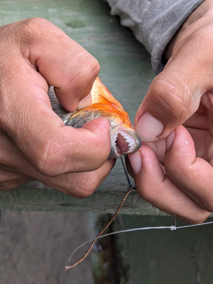 Piranhas for dinner – luckily our meal wasn't relying on mine and Dave's fishing skills alone