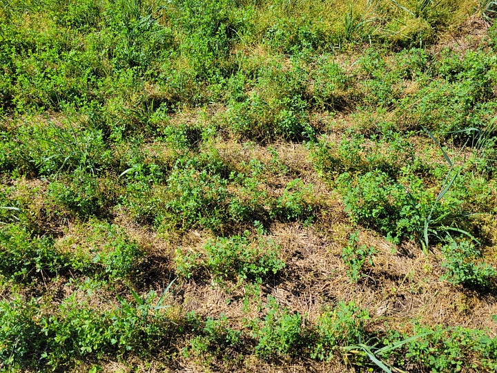 Me doing research (planting tree, holding a chainsaw, watering an alfalfa treatment, and a picture of my alfalfa plot)