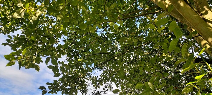 images of willow foliage and crumbly bark