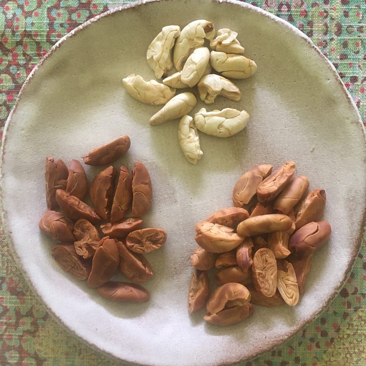 Plate with three groups of jaguar cacao seeds