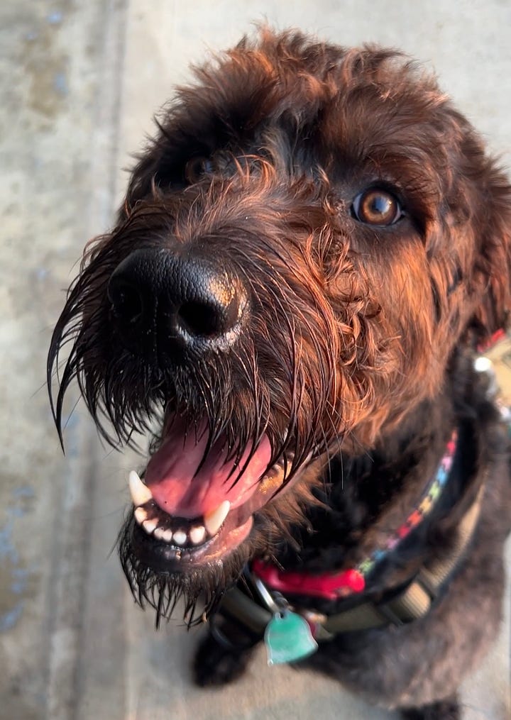 A close-up of a black and brown dog with curly fur, looking up with its mouth open and tongue out. The dog's eyes are bright, and it appears to be excited or happy. The image captures a lot of texture in the dog's wet beard and fur, along with a clear view of its white teeth.  A smiling woman with glasses and short natural hair takes a selfie while walking outdoors on a sunny day. She is wearing a black sleeveless top and is on a paved road with greenery and houses in the background. A black dog, wearing a blue bandana, is walking beside her, slightly turned away.