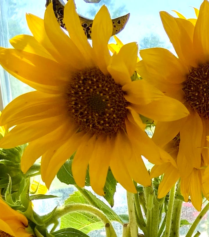 Close up of Corn and Sunflowers.