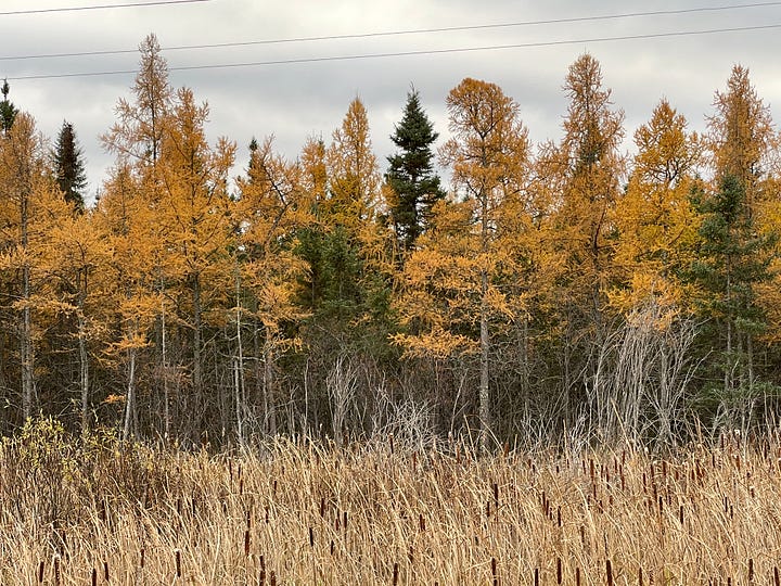 A row of trees with yellow needles mixed with evergreens.