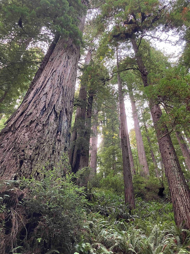 Redwood trees