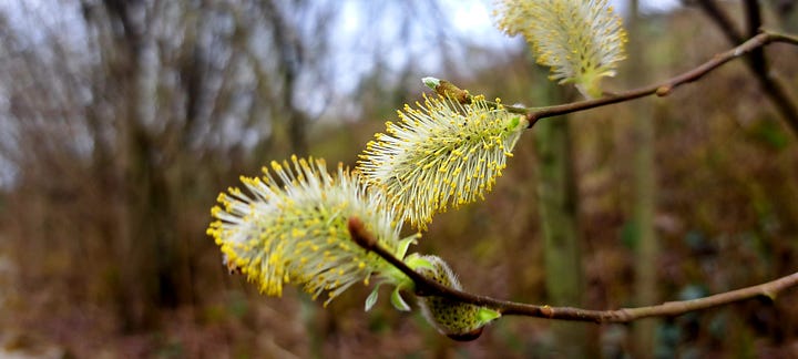 Two close-up images of willow catkins, the first showing the fluffy immature catkins, the second after they have opened.