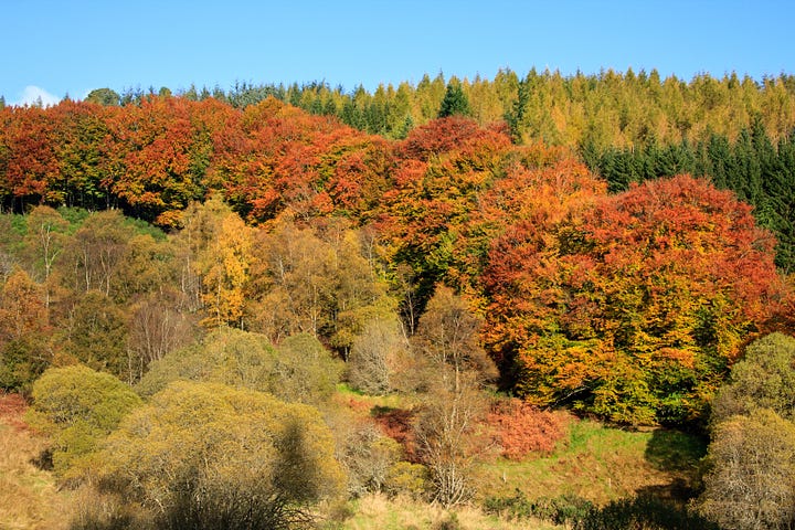Fordie Estate mixed woodland in autumn of 2012 and spring of 2014 while in Vuitton ownership © Felicity Martin