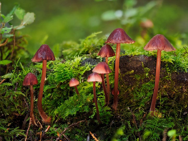 Mycena mariae