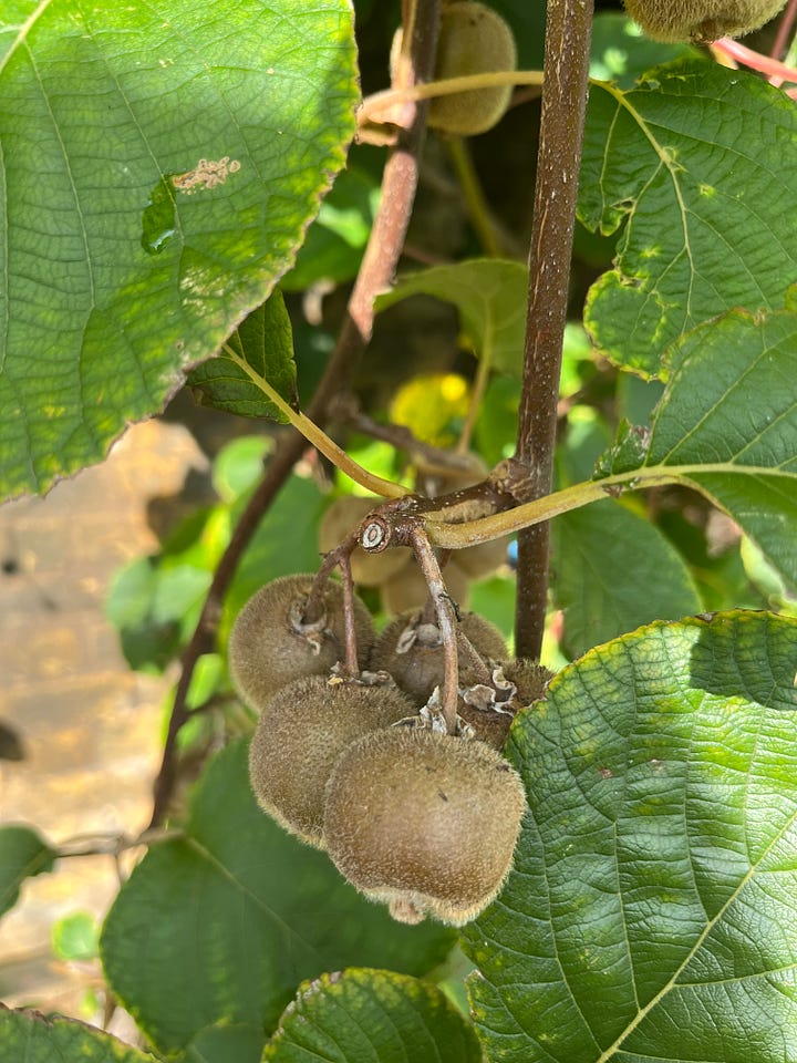 A small-sized variety of kiwi on the vine, and then harvested to ripen off the vine.