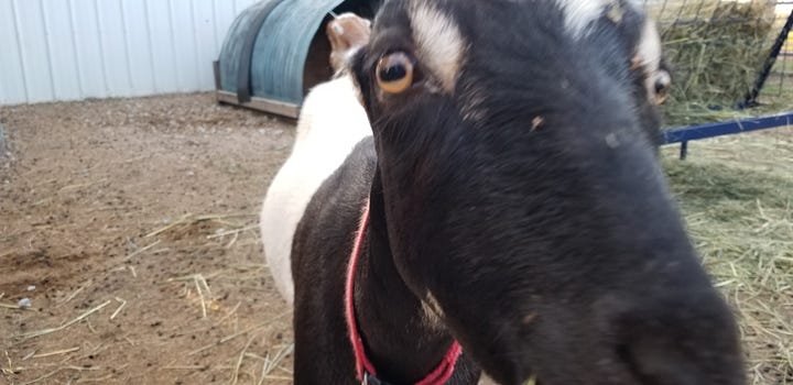 Cookie, Sweet Pea, Penelope & Daisy