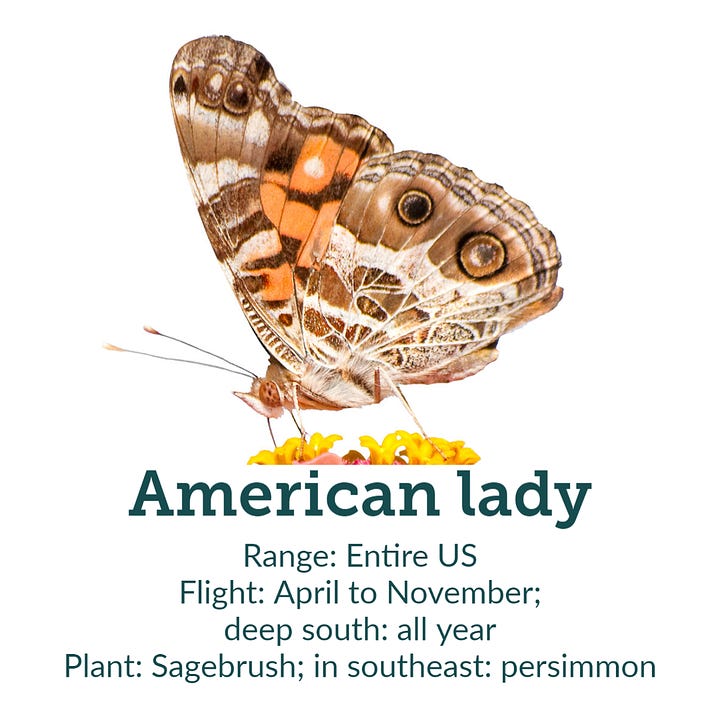 American lady and black swallowtail butterflies with their U.S. ranges, flight times, and recommended hosts to plant to attract them to your yard