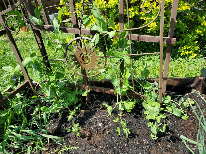 The first image shows climbing bean plants with green leaves. The second shows the yellowing of the leaves, indicating the ending of a cycle