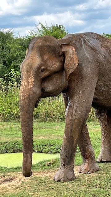 An elephant and a bee eater