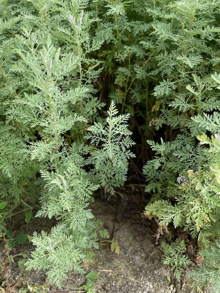 wormwood and southernwood  in the gardens at weedom