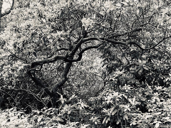 Twisting stems of old rhododendron dance. In black and white form and texture balance. In colour the shock of pink flowers against green leaves.