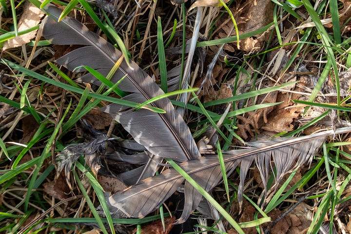 Feathers of a woodcock that has been predated; a newly built nest in the fork of a young birch © Felicity Martin