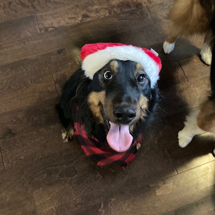 Black and brown dog 1) wearing a life vest outside, 2) smiling at the camera with a Santa hat on, 3) sitting in a bathtrub looking sad, and 4) lying in the grass looking happy