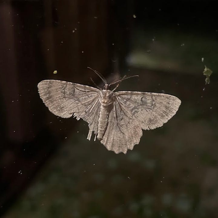 The left image features a regal month, hanging on a window against a dark background. The right image features a Peck's pug moth, photographed in dim light against a wooden background.