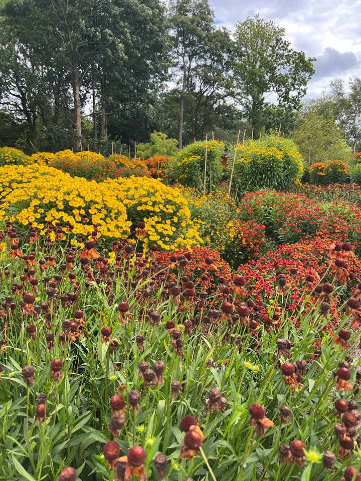 Helenium RHS trial