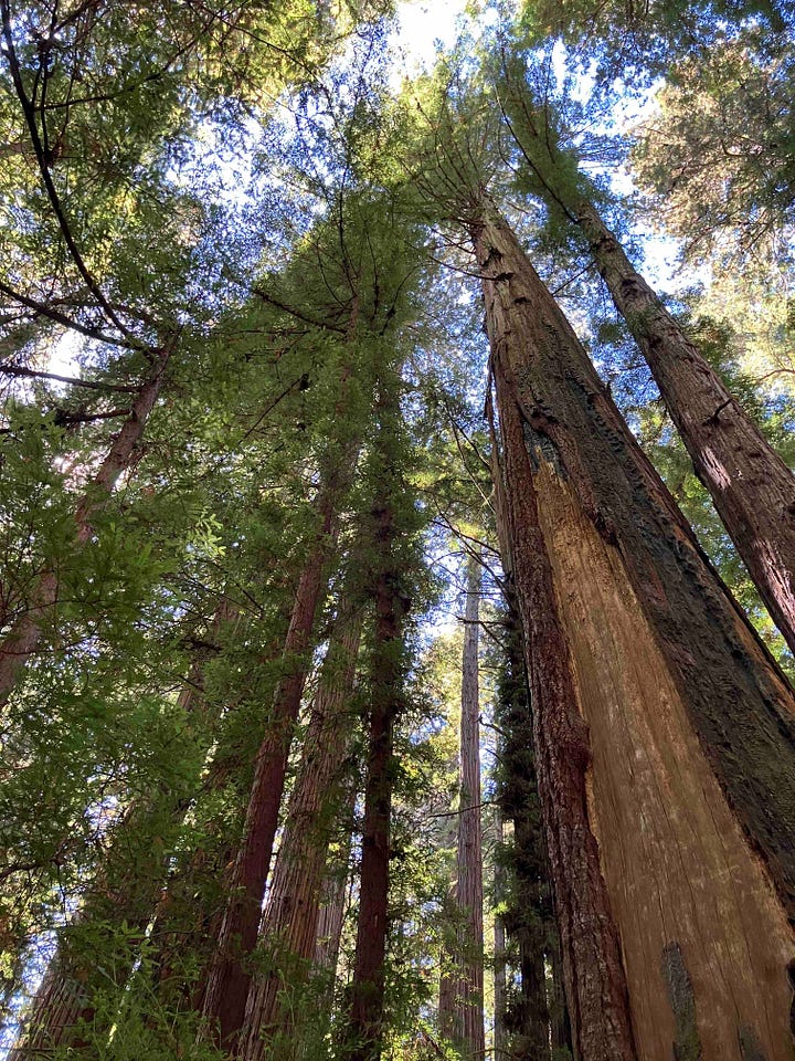 Redwood forests