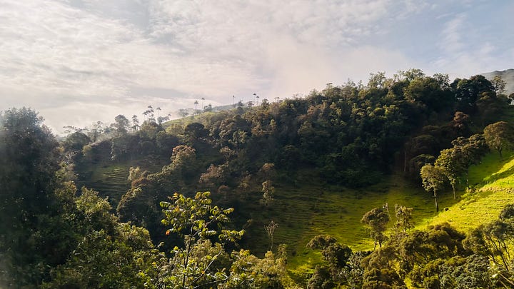 Ocaso farm coffee tour.
