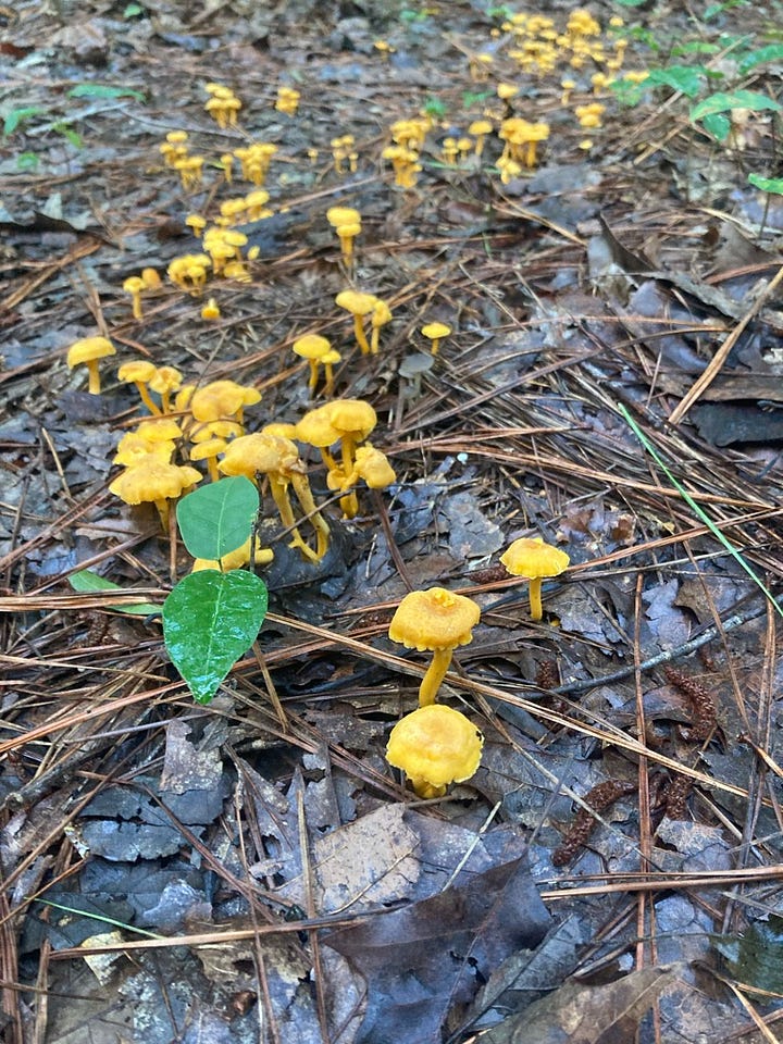 red chanterelles (Cantharellus cinnabarinus) and small chanterelles (Canbtharellus minor)