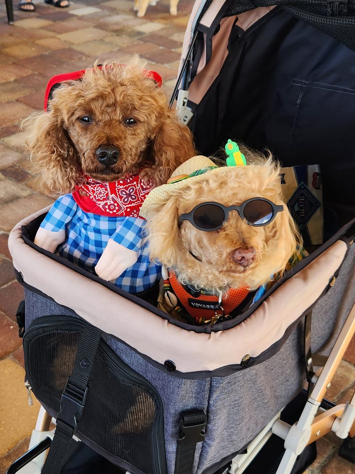 Three dogs dressed for Halloween
