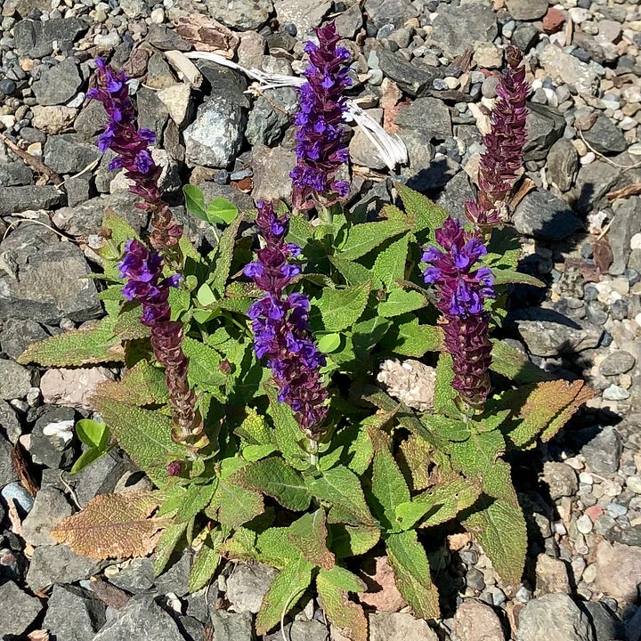 Closeup of various wildflowers in meadow and gravel conditions.