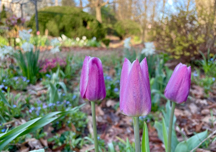 I am breaking my rule for the Cottage Garden, as I cannot leave out the colors that compliment the Euphorbias I wrote about last week. Pink tulips of many types are mixed with white Narcissus 'Thalia' and dark Fritillaria persica has settled in nicely for me in the past few years. 