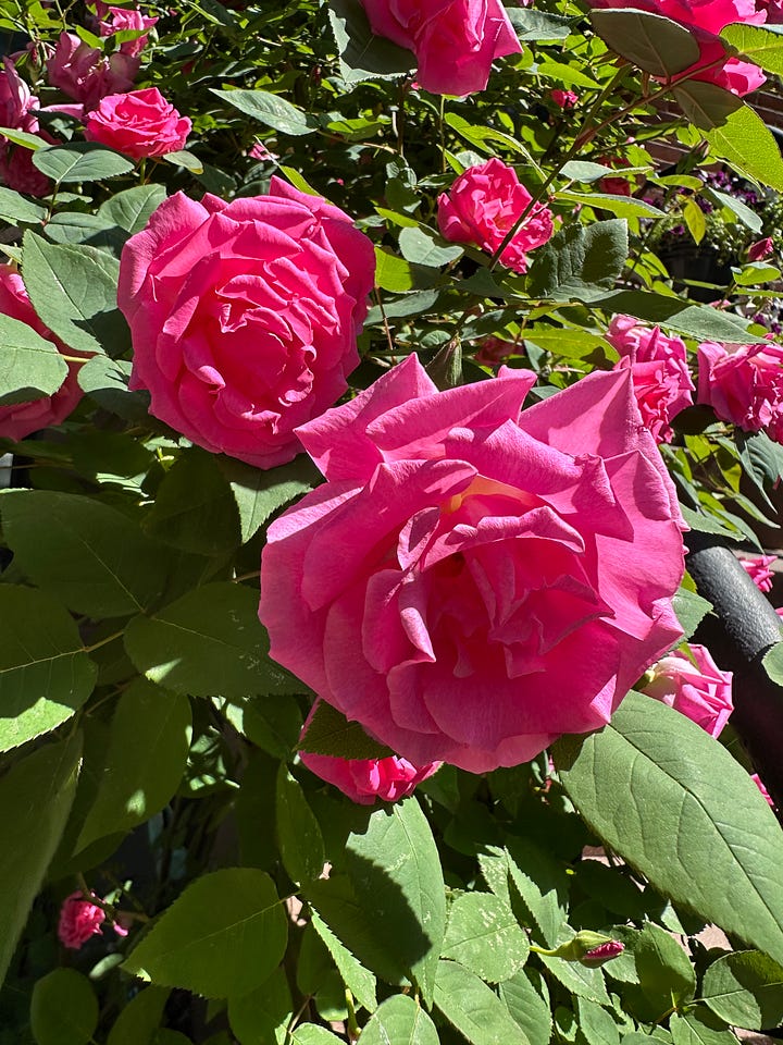 Four pictures of flowers from my neighborhood but I don't know what any of them are.