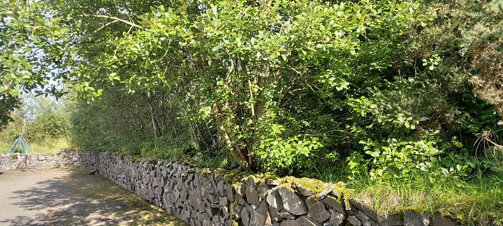 images of willow foliage and crumbly bark