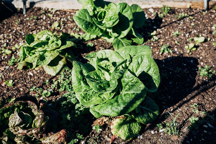 Two photos of heads of lettuce growing in a garden bed. 